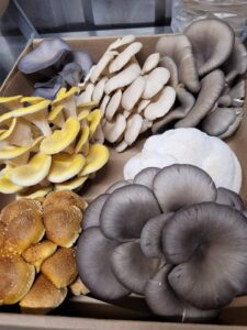 Mushroom: Oyster, Fresh image