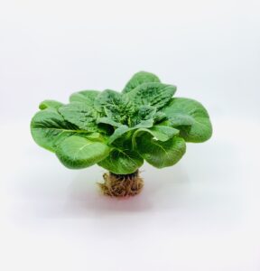 Lettuce: Romaine image
