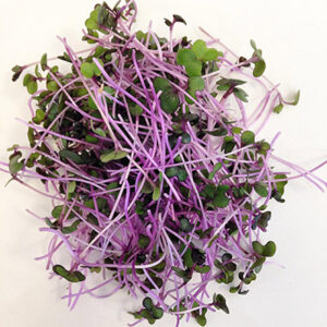 Microgreens: Cabbage Red image