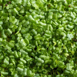 Microgreens: Spinach image