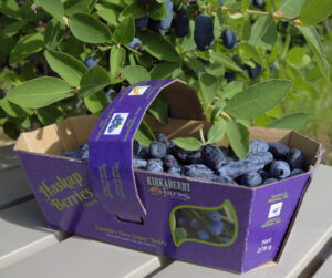 Haskap Berries: Fresh image