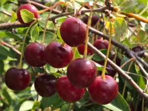 Cherry Berries: Fresh, Dwarf Sour  image