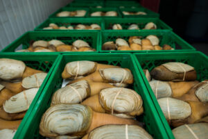 Geoduck: Live image