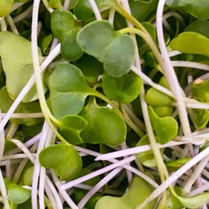 Microgreens: Broccoli  image
