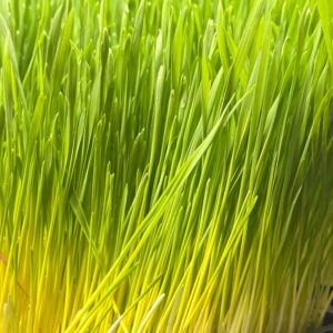 Microgreens: Wheat Grass image