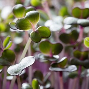 Microgreens: Red Cabbage image
